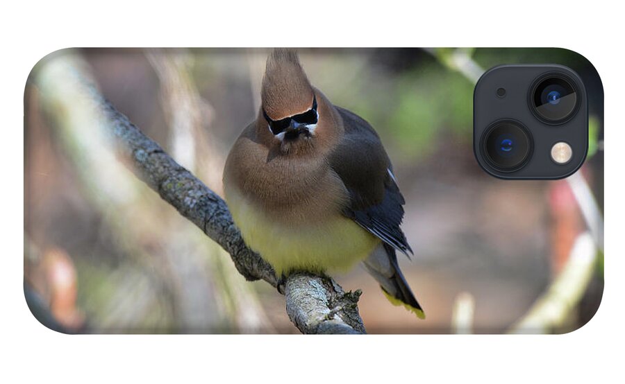  iPhone 13 Case featuring the photograph Cedar Waxwing 6 #1 by David Armstrong