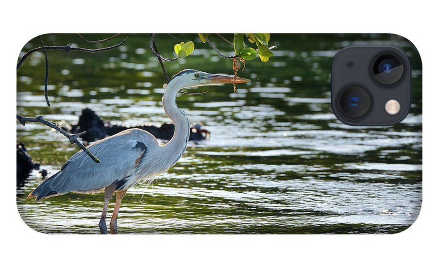 Republic Of Ecuador iPhone 13 Case featuring the photograph Great Blue Heron, Ardea herodias, Elizabeth Bay, Isabela Island, Galapagos Islands, Ecuador #1 by Kevin Oke