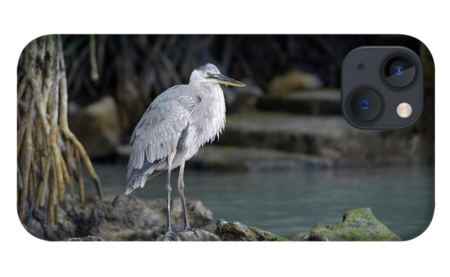 Republic Of Ecuador iPhone 13 Case featuring the photograph Great Blue Heron, Ardea herodias, Santa Cruz Island, Galapagos Islands, Ecuador #1 by Kevin Oke
