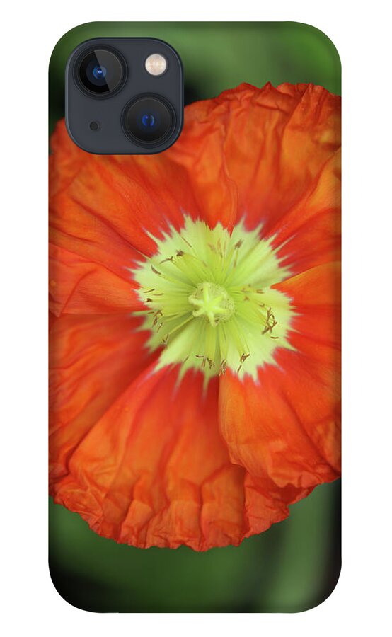 Iceland Poppy iPhone 13 Case featuring the photograph Iceland Poppy by Tammy Pool