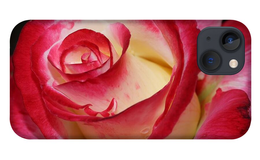 Rose iPhone 13 Case featuring the photograph Multi-colored Rose by Mingming Jiang