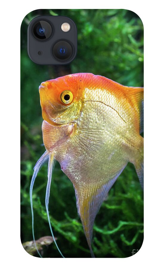 Pterophyllum Scalare yellow angel tropical fish underwater with plants #1  iPhone 13 Case by Gregory DUBUS - Pixels