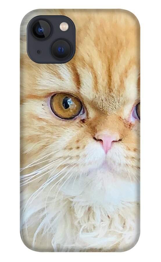 Kitten iPhone 13 Case featuring the photograph Tawny #1 by Juliette Becker