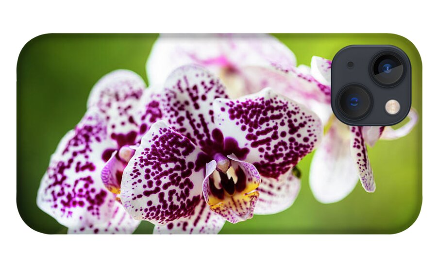 Background iPhone 13 Case featuring the photograph Spotted Orchid Flowers #13 by Raul Rodriguez
