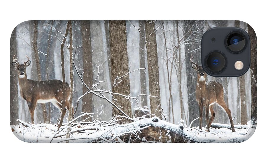 White-tailed Deer iPhone 13 Case featuring the photograph 2 Bucks in a Snow Storm by Sandra Rust