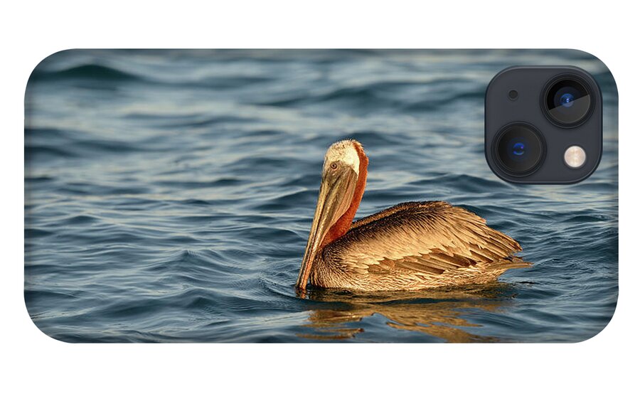 Republic Of Ecuador iPhone 13 Case featuring the photograph Brown Pelican, Pelecanus occidentalis, Elizabeth Bay, Isabela Island, Galapagos Islands, Ecuador #3 by Kevin Oke