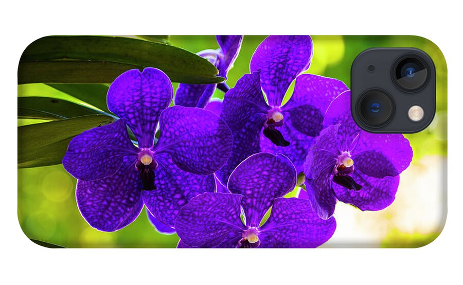 Background iPhone 13 Case featuring the photograph Purple Orchid Flowers #32 by Raul Rodriguez