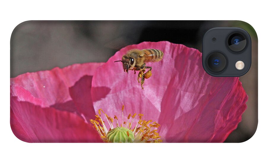 Honeybee iPhone 13 Case featuring the photograph Honeybee #51 by Gary Wing