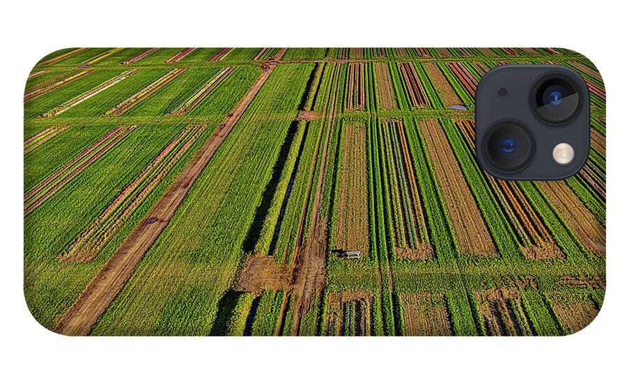 Tulip iPhone 13 Case featuring the photograph Aerial Tulip Farm #6 by Susan Candelario