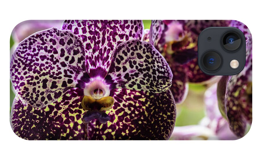 Ascda Kulwadee Fragrance iPhone 13 Case featuring the photograph Spotted Vanda Orchid Flowers #7 by Raul Rodriguez