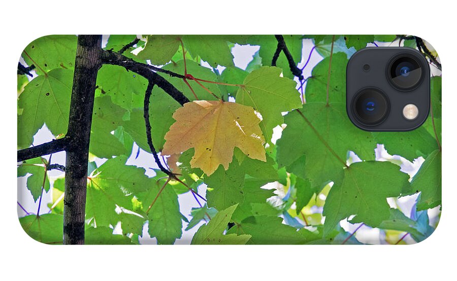 Background iPhone 13 Case featuring the photograph A Canopy Of Leaves by David Desautel