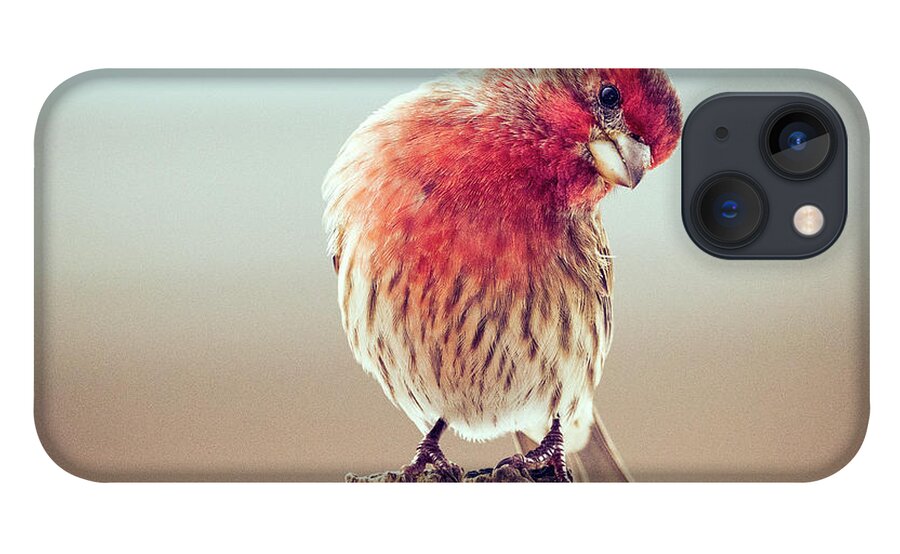 Birds iPhone 13 Case featuring the photograph A Curious House Finch by Sandra Rust