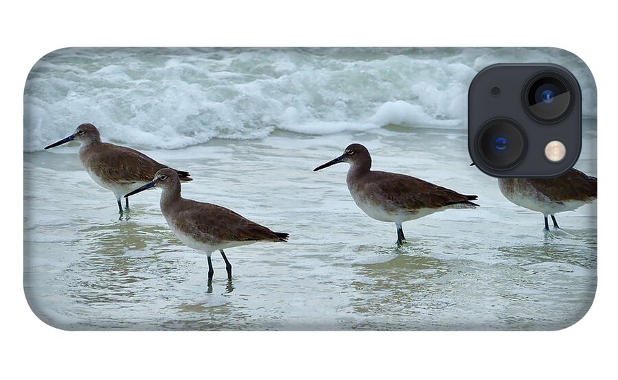 Willet iPhone 13 Case featuring the photograph A Flock of Willets on the Beach on Honeymoon Island by L Bosco