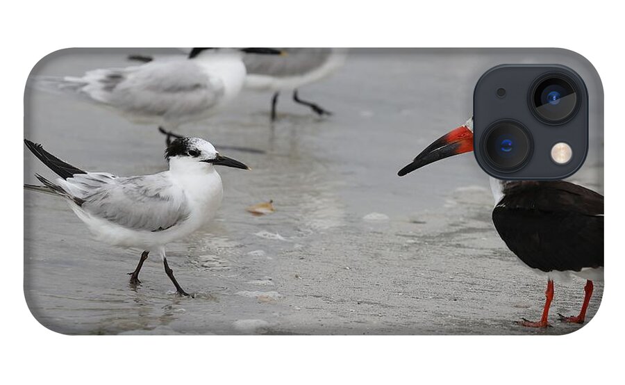 Terns iPhone 13 Case featuring the photograph A Friendly Encounter by Mingming Jiang