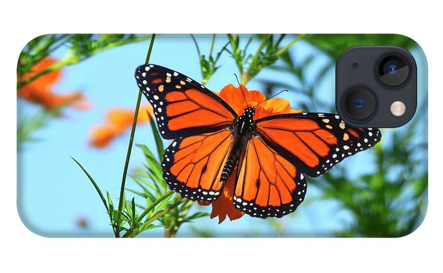 Monarch iPhone 13 Case featuring the photograph A Monarch Butterfly by Scott Cameron