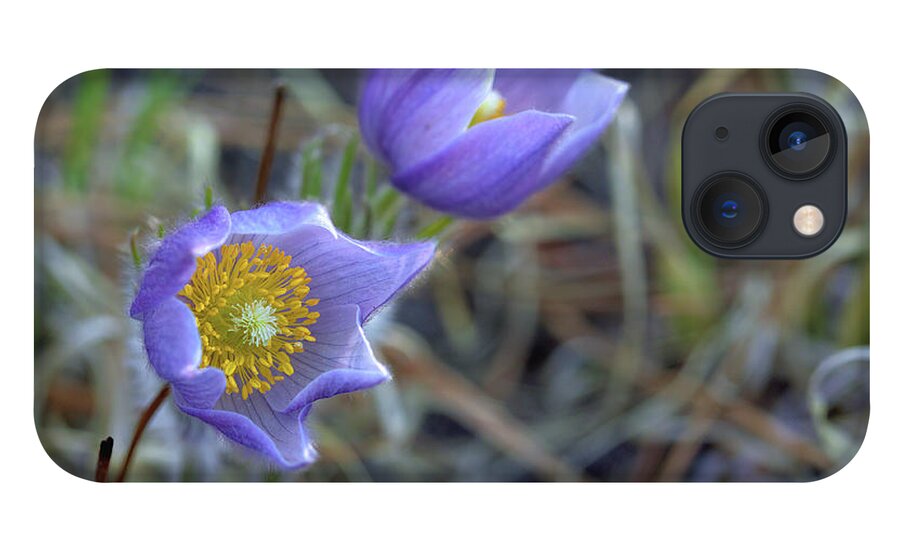 Pasque Flowers iPhone 13 Case featuring the photograph A Pair of Pasque Flowers by Bob Falcone