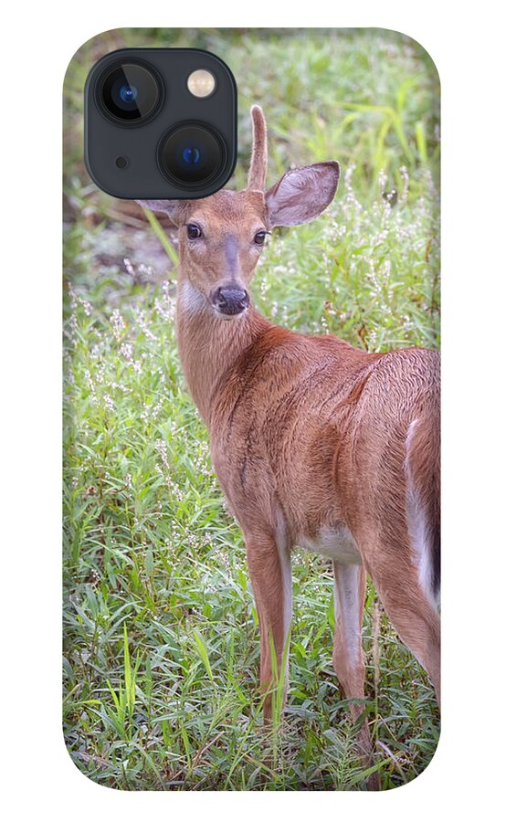 Whitetail Deer iPhone 13 Case featuring the photograph A Spike Horn Buck in Velvet by Susan Rissi Tregoning