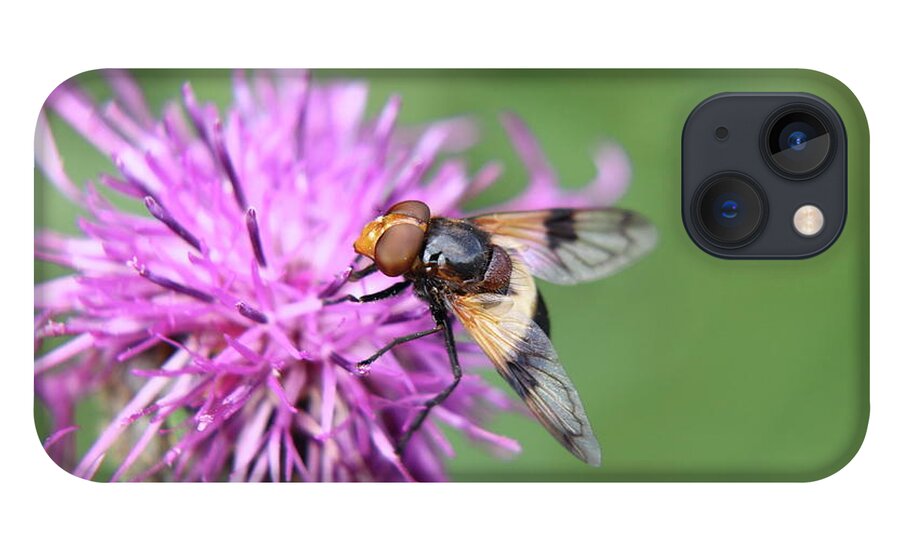 Volucella Pellucens iPhone 13 Case featuring the photograph A Volucella pellucens pollinating red clover by Vaclav Sonnek