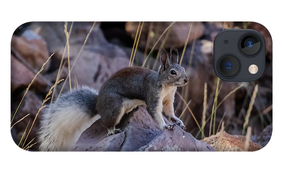 Squirrel iPhone 13 Case featuring the photograph Abert's Squirrel by Laura Putman