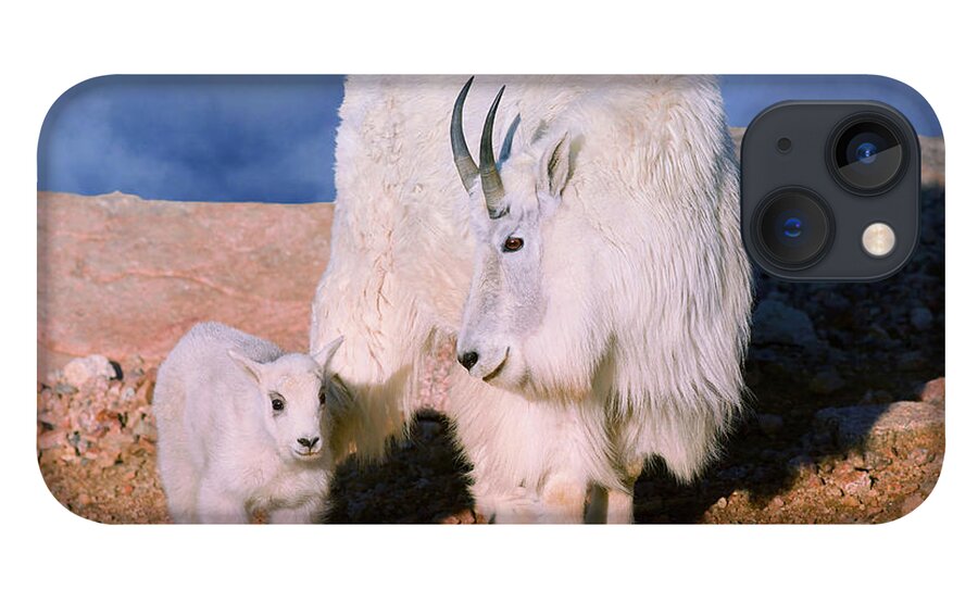 Olena Art iPhone 13 Case featuring the photograph Above The Clouds. Mother and Kid - A young Rocky Mountain Goat stands inquisitively next to its Mom. by OLena Art