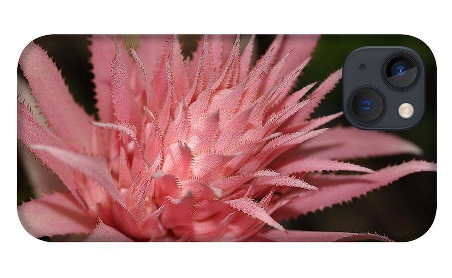 Aechmea Fasciata iPhone 13 Case featuring the photograph Flower of Aechmea fasciata by Mingming Jiang