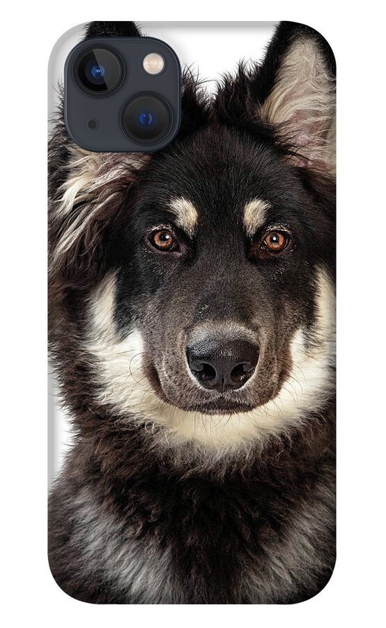 Canine iPhone 13 Case featuring the photograph Alaskan Malamute Crossbreed Dog Closeup by Good Focused