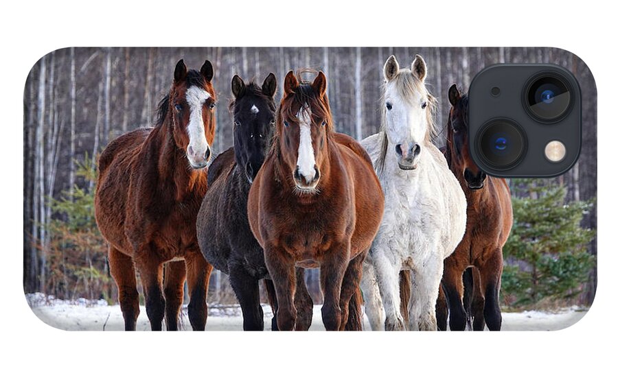Winter iPhone 13 Case featuring the photograph Well Hello There by Listen To Your Horse