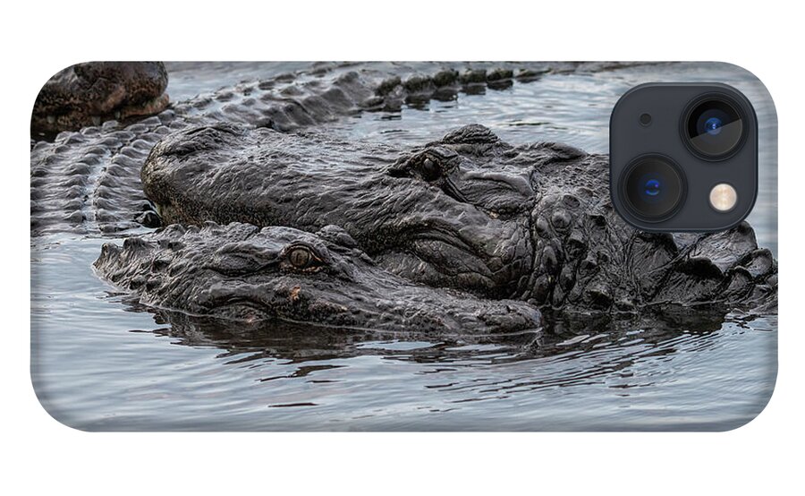 Alligator iPhone 13 Case featuring the photograph Alligator Courtship by Carolyn Hutchins