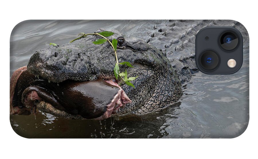 Alligator iPhone 13 Case featuring the photograph Alligator Eating by Carolyn Hutchins