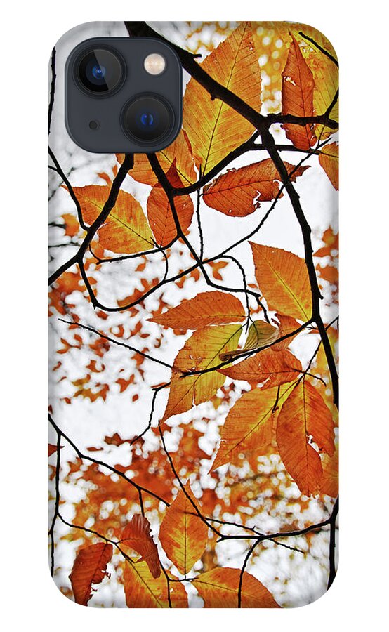 Long Eddy iPhone 13 Case featuring the photograph American Beech Tree Leaves by Stephen Russell Shilling