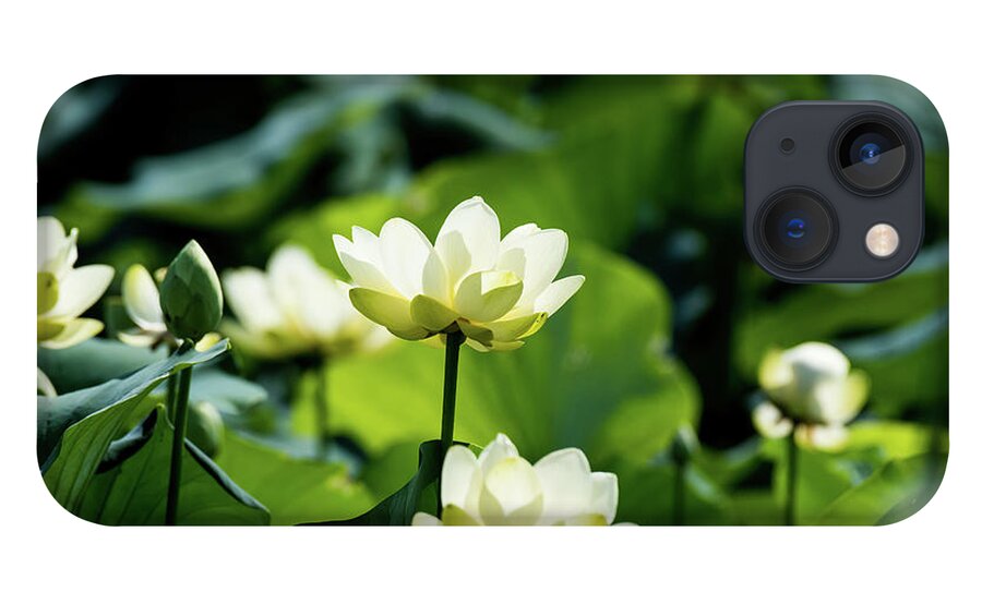 Lotus iPhone 13 Case featuring the photograph American Lotus by Rose Guinther