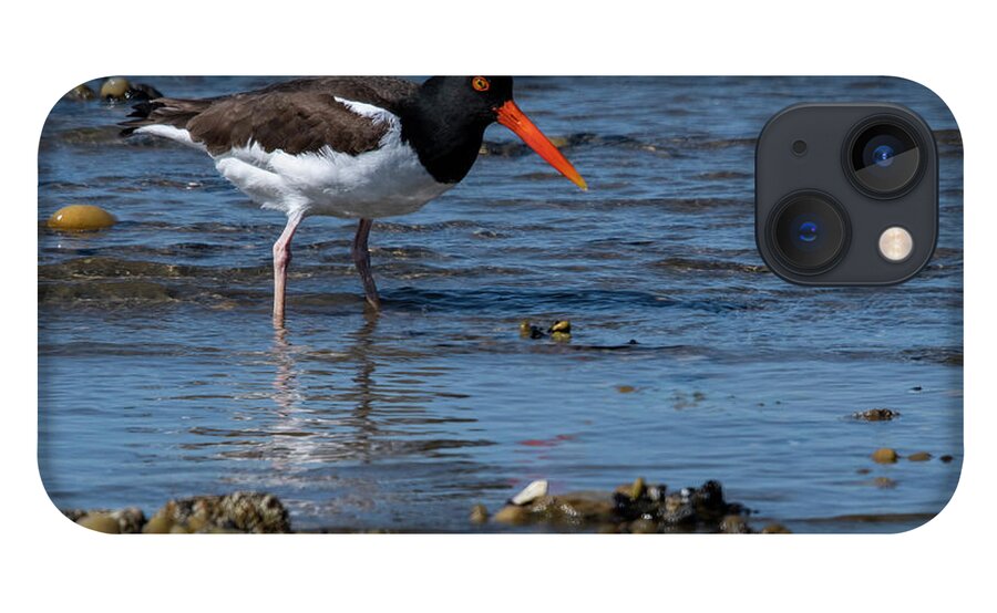 Shore iPhone 13 Case featuring the photograph American Oystercatcher by Cathy Kovarik