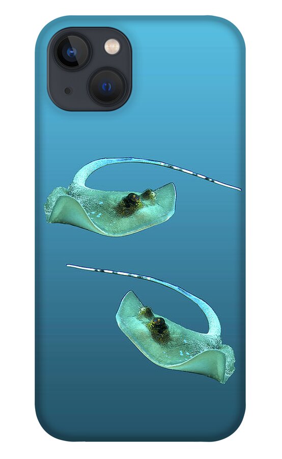 Ray iPhone 13 Case featuring the mixed media Dynamic stingray - Ray in motion against gradient blue - by Ute Niemann