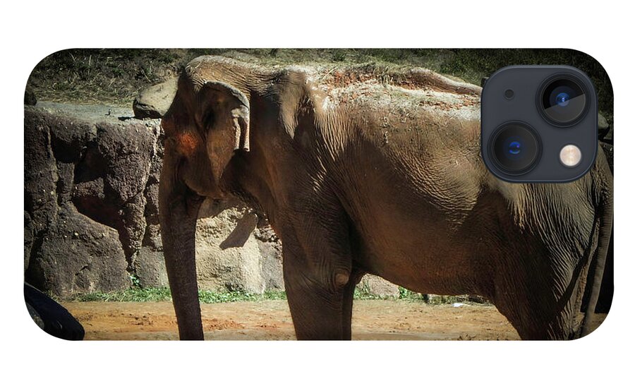 Elephant iPhone 13 Case featuring the photograph Asian Elephant by Judy Hall-Folde