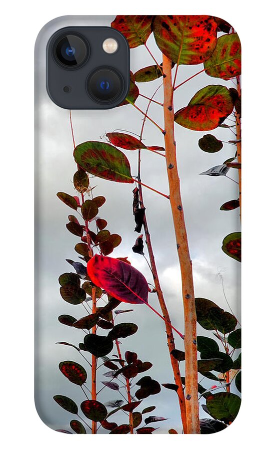 Smoke Tree iPhone 13 Case featuring the photograph Autumnal No. 1 - Smoke Tree with Frontal Passage Sky by Steve Ember