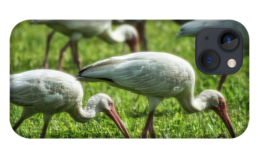 Bird iPhone 13 Case featuring the photograph Backyard Birding - White Ibis by Portia Olaughlin