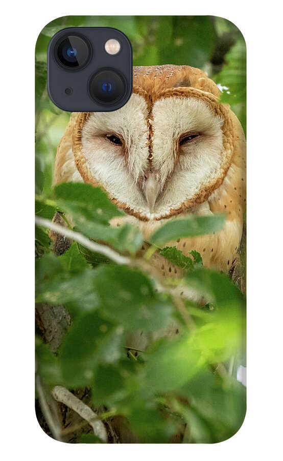 Owl iPhone 13 Case featuring the photograph Barn Owl Portrait by Randy Robbins