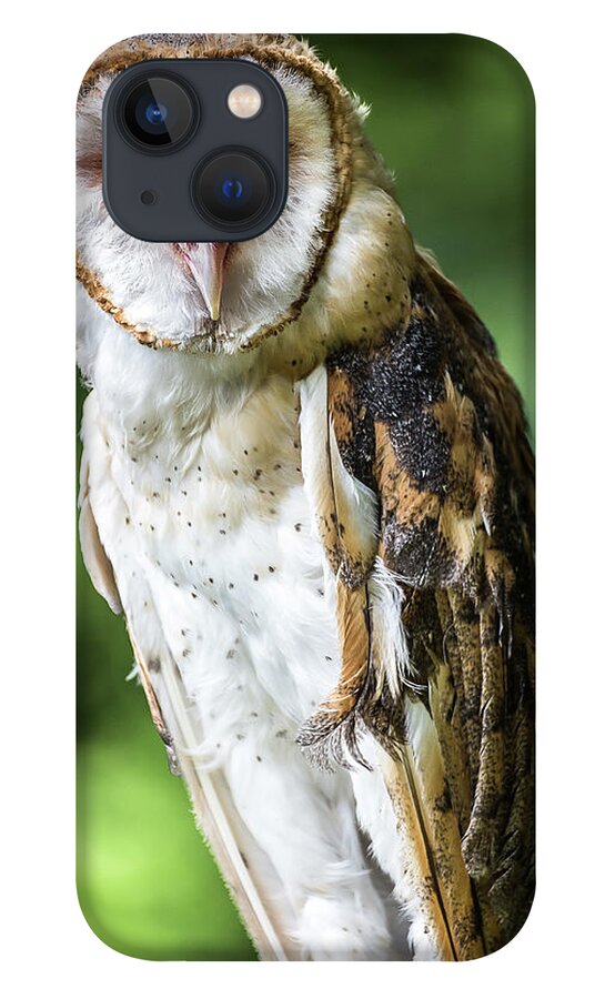 Raptors Owl Barn Owl iPhone 13 Case featuring the photograph Barn owl by Robert Miller