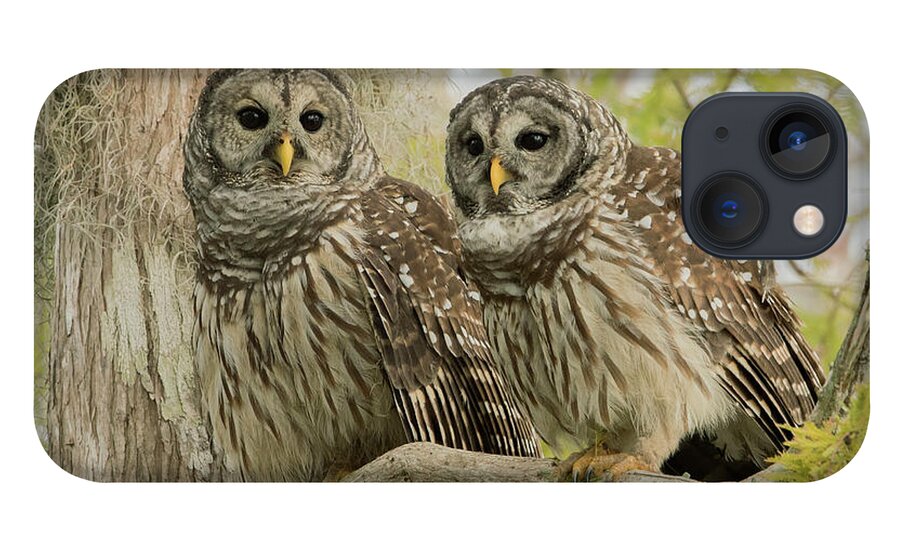 Ron Bielefeld iPhone 13 Case featuring the photograph Barred Owl Pair by Ron Bielefeld