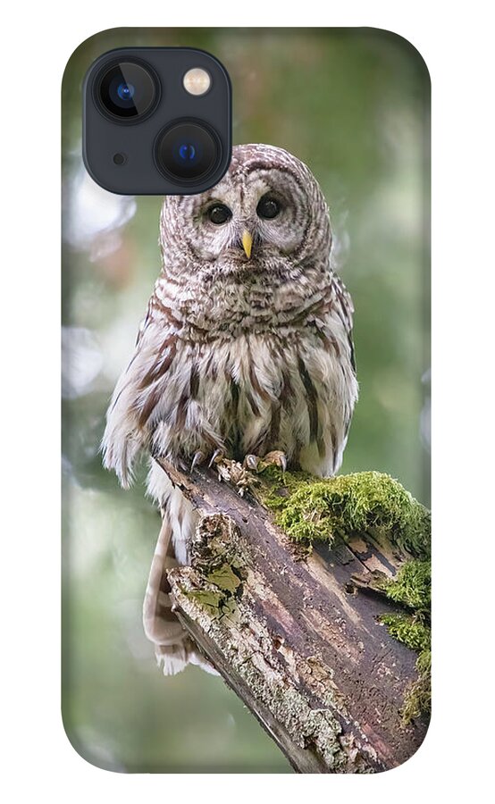 Barred Owl iPhone 13 Case featuring the photograph Barred Owl Stare by Michael Rauwolf