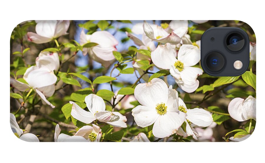 Beautiful iPhone 13 Case featuring the photograph Beautiful Flowering Dogwood by Marianne Campolongo