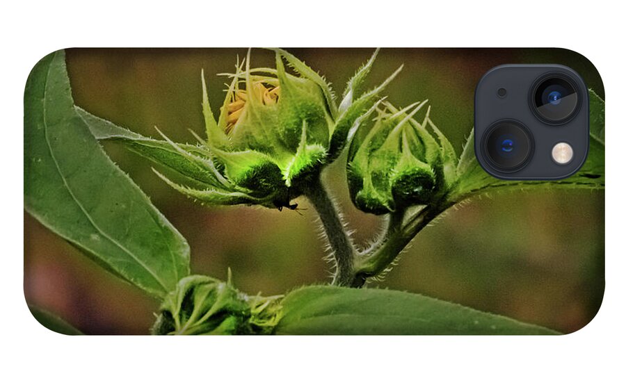 Sunflower iPhone 13 Case featuring the photograph Before the Bloom by Laura Putman