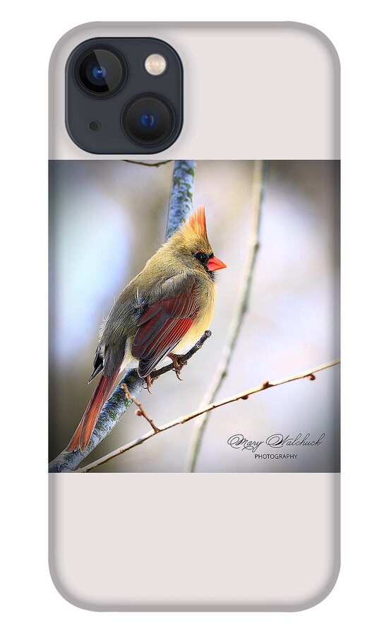 Female Cardinal iPhone 13 Case featuring the photograph Behold the Beauty by Mary Walchuck