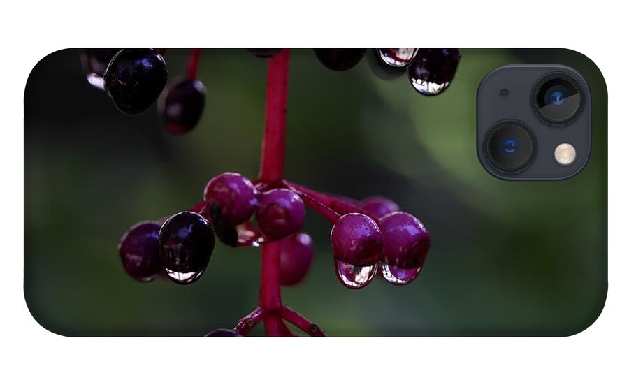 Rose Grape iPhone 13 Case featuring the photograph Rose Grape 2 by Mingming Jiang
