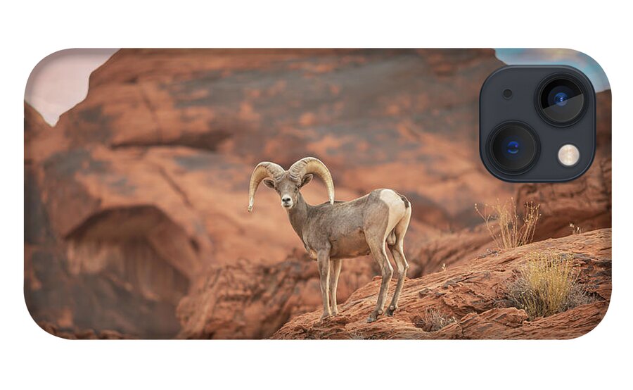 Big Horn Sheep iPhone 13 Case featuring the photograph Big Horn by Mark Joseph