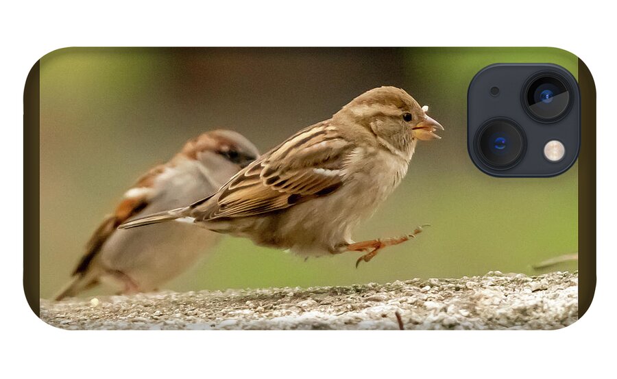 Wildlife iPhone 13 Case featuring the photograph Bird Hop by William Bretton