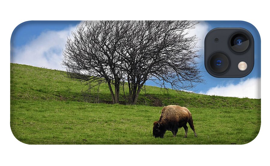 Bison iPhone 13 Case featuring the photograph Bison Tree by Steven Nelson