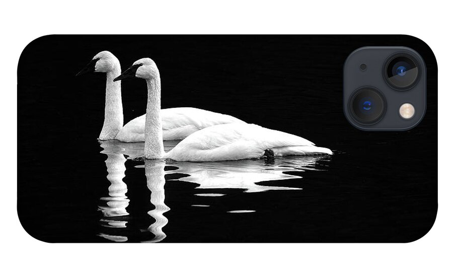 Swan iPhone 13 Case featuring the photograph Black and White Beauty by Jerry Cahill