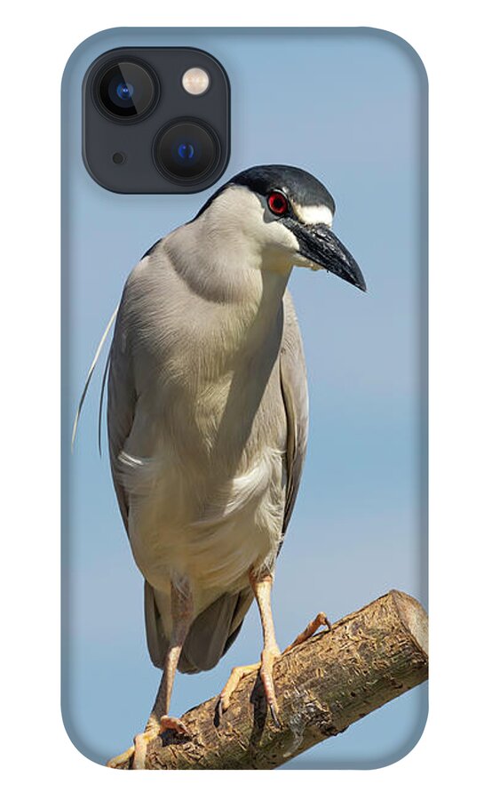 Black-crowned Night Heron iPhone 13 Case featuring the photograph Black-crowned Night Heron 2014-2 by Thomas Young
