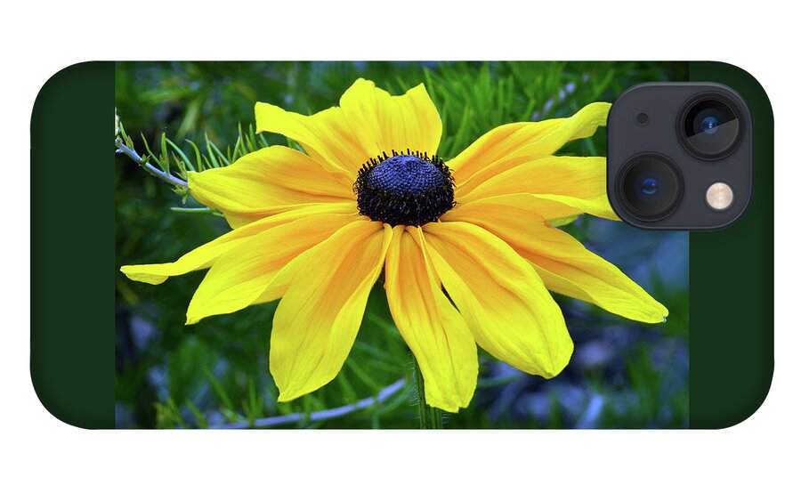 Black Eyed Susan iPhone 13 Case featuring the photograph Black Eyed Susan Portrait by Terence Davis